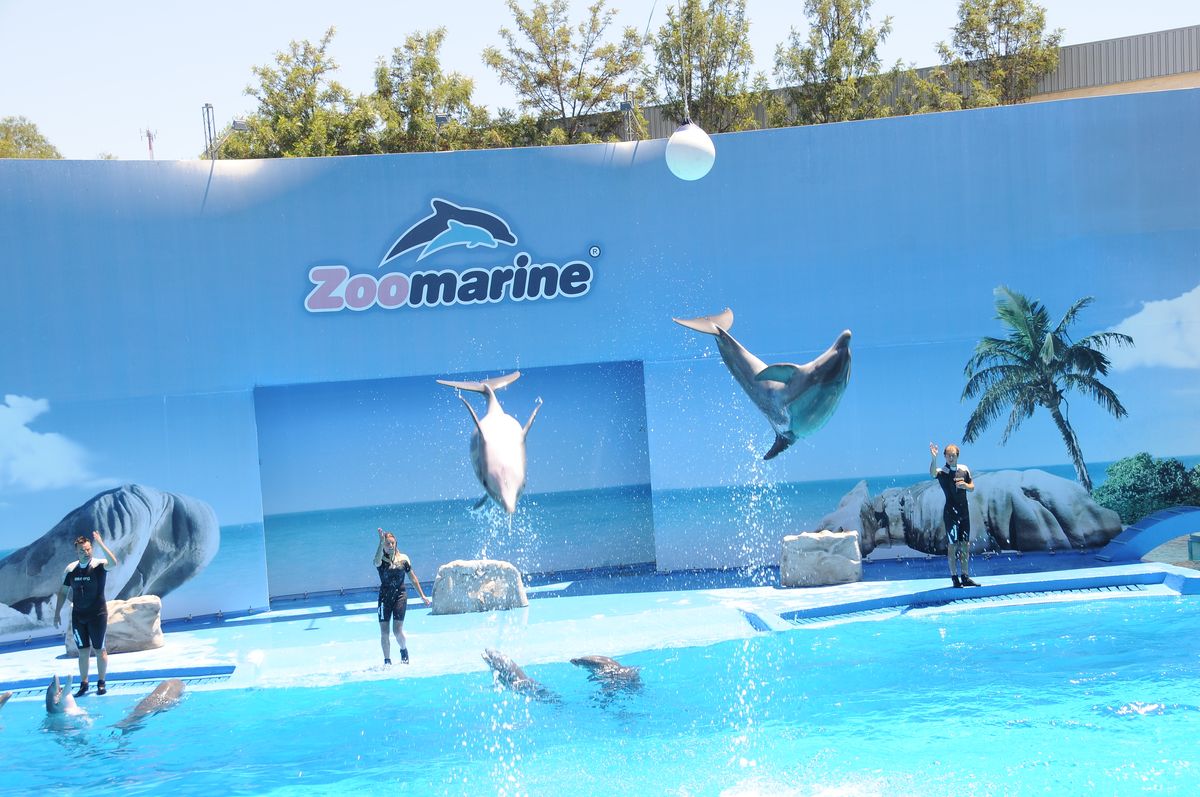 Espetáculo de golfinhos no Zoomarine
