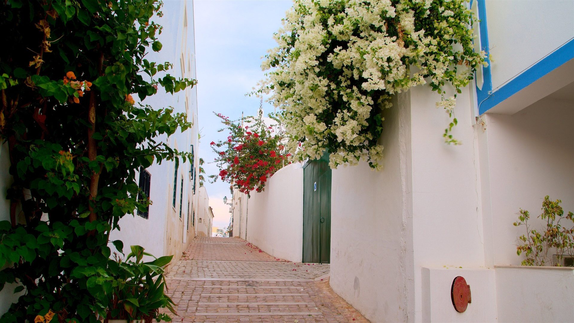 Viela caiada de branco com flores no centro de Albufeira